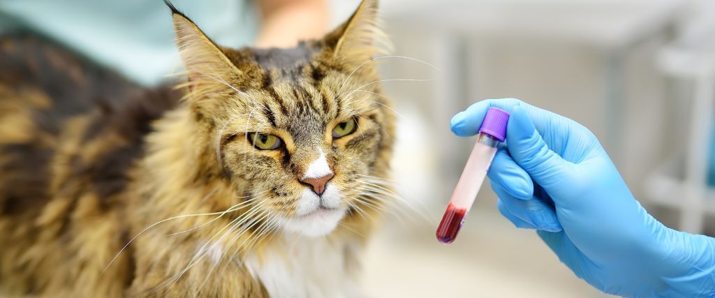 Feline Baselines & Blood Work Feline Baselines & Blood Work