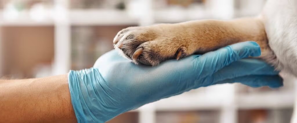 Maximizing Canine Health Maximizing Canine Health