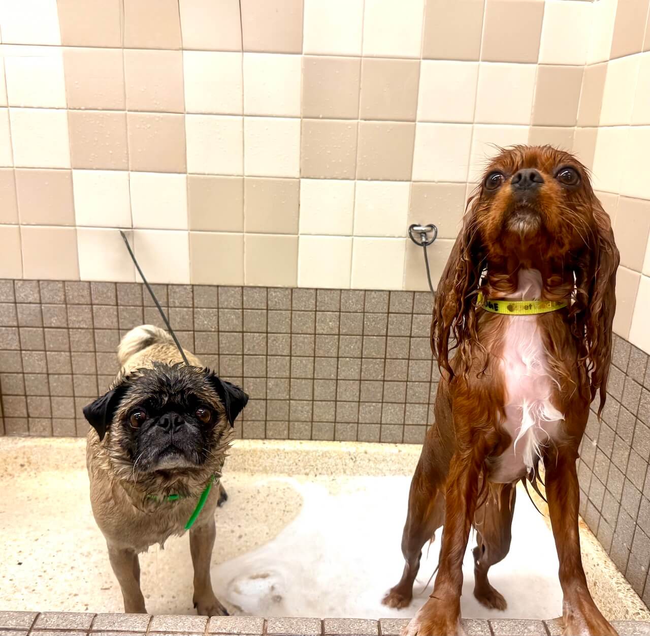 grooming