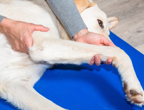 8 Tips To Help Manage Your Pet’s Arthritis At Home