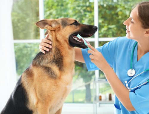 5 Unbeatable Benefits of Regular Professional Dental Cleanings for Your Pet