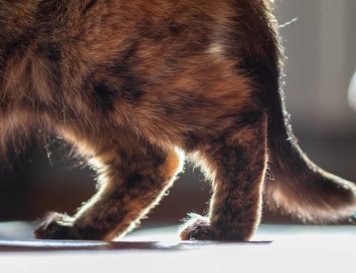 Hidden Pain: Arthritis in Cats