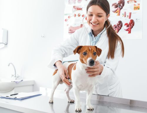The Value of Your Pet’s Normal Wellness Screening Results