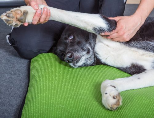 Coping with Canine Hip Dysplasia