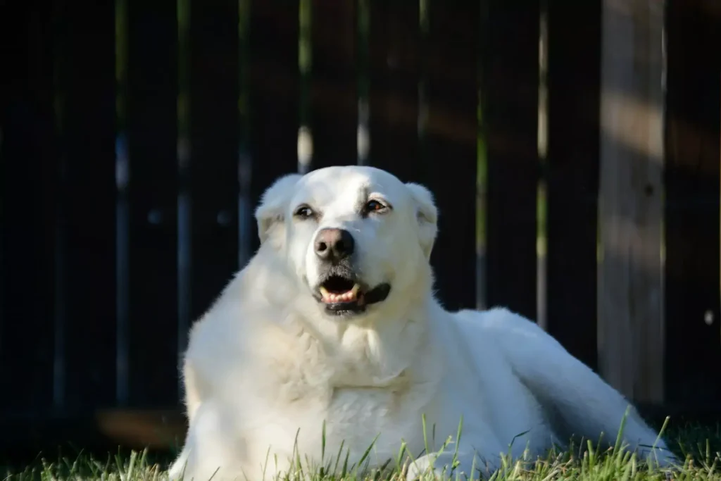 Fall Dog Care